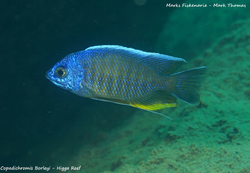 Copadichromis borleyi 'Higga Reef'